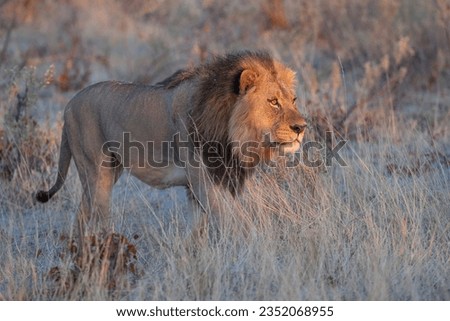 lion (Panthera leo) Okavango Delta or Okavango Grassland, Botswana