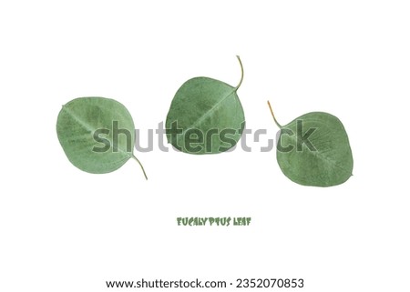 Natural green silver dollar eucalyptus leaves isolated on white background Royalty-Free Stock Photo #2352070853
