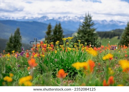 Beautiful landscape panorama full of wildflowers grass evergreen trees bright blue sky. Blue orange red yellow colors bluebonnets paintbrushes in Colorado rocky mountains Shine Ridge summer vacation
