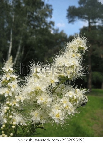 macro photo with a decorative natural background of white shrub flowers in a European habitat in a city park for landscape design as a source for prints, posters, wallpaper, advertising, decor