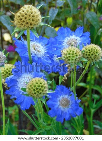 macro photo with a decorative floral background of blue flowers of a herbaceous plant for landscape design as a source for prints, posters, wallpaper, advertising, decor, decoration, advertising