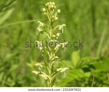Platanthera lacera (Ragged Fringed Orchid) Native North American Wildflower