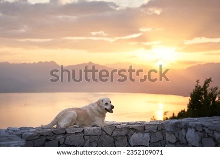 dog on the background of the sunset sky. Fawn labrador retriever in nature outdoor
