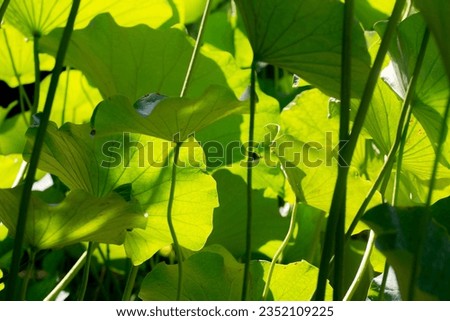 lotus leaves in a pond