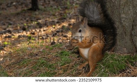 A fluffy squirrel sits on the ground and looks around. Looking for a treat.