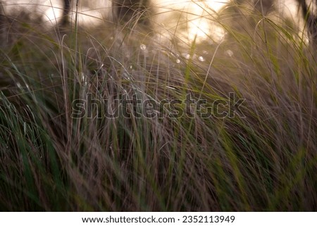 Grass in countryside pampas Argentina