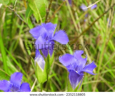 Gentianopsis crinita (Greater Fringed Gentian) Native North American Wetland Wildflower
