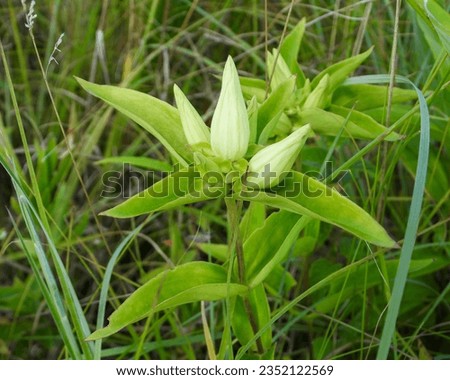Gentiana flavida (Yellow Gentian) Native North American Wildflower