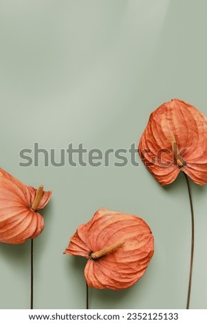 Minimal aesthetic floral still life with dried orange calla flowers close up on olive color background, autumn seasonal colors, fall vibes. Minimalistic nature top view scene, backdrop, screensaver