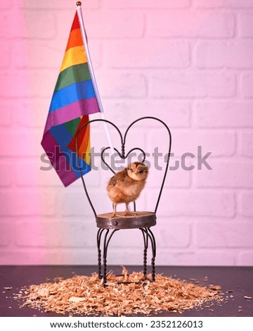 Kentucky Pride Chicken: Baby chick stands on tiny vintage chair with a heart proudly displaying  the Pride Flag