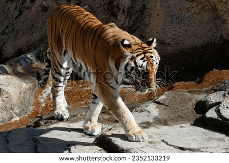 Picture of an adult tiger