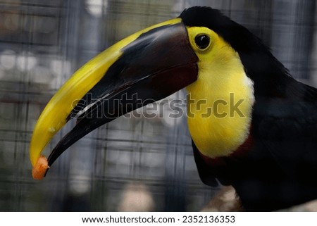 Picture of a back and yellow toucan