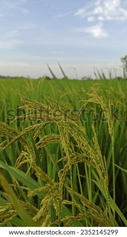 rice in the peace village