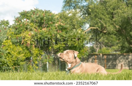 American Bully playing in the park on a sunny day