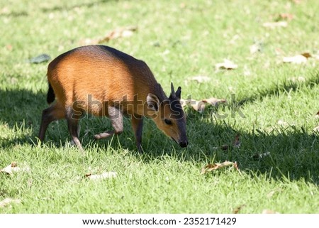 A red-flanked duiker (Cephalophus rufilatus) walking on a grassy area.