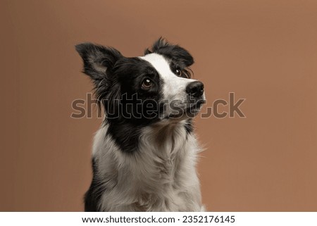 border collie on beige background Royalty-Free Stock Photo #2352176145