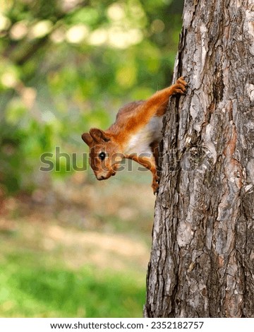 Curious young European squirrel sits on a pine tree trunk in a city park