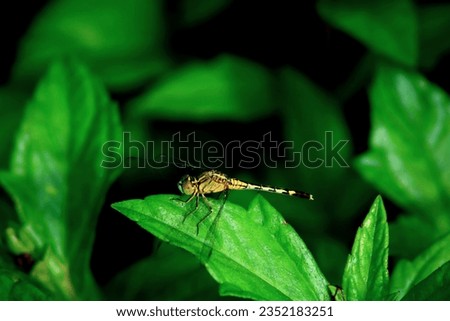 Picture of cute grasshopper on leaf