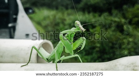 Hierodula patellifera is the common name for the Asian giant grasshopper, also known as the Asian grasshopper or the Indochinese grasshopper or Harabiro Mantis