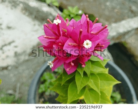 Bougainvillea spectabilis, beautiful purple flower color, this plant can be found anywhere, grows quickly and easily.