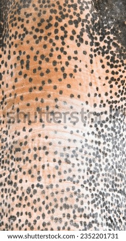 a photography of a close up of a spotted elephant's skin, elephas maximus, a large, spotted elephant with a black and white spot.