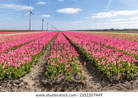 field with rose pink triumph tulips (variety ‘Dynasty’) in Flevoland, Netherlands Royalty-Free Stock Photo #2352207449