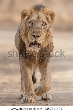 A Beautiful Portrait Of Big Wild Male Lion