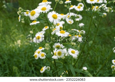 Chamomile flowers on a green meadow in summer.
