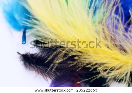Colored quill feather on a white background