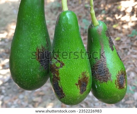 Avocado fruits damaged by Orchid or Anthurium thrips, Chaetanaphothrips orchidii (Thysanoptera: Thripidae) Royalty-Free Stock Photo #2352226983