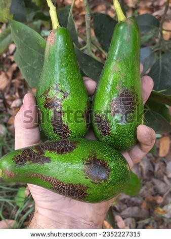 Avocado fruits damaged by Orchid or Anthurium thrips, Chaetanaphothrips orchidii (Thysanoptera: Thripidae) Royalty-Free Stock Photo #2352227315