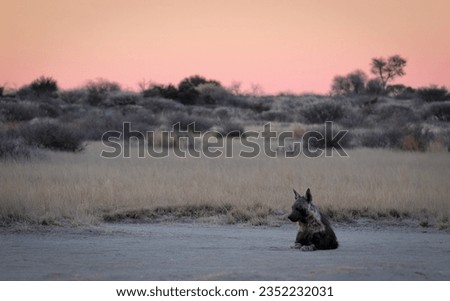 Brown hyena relaxing on the road