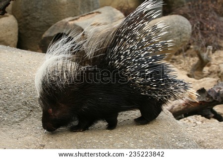 Crested porcupine (Hystrix cristata). 