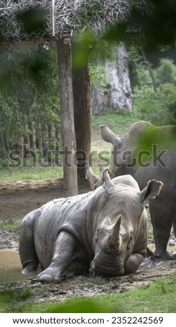 Urban Safari: Observing the Powerful Rhinoceros Royalty-Free Stock Photo #2352242569