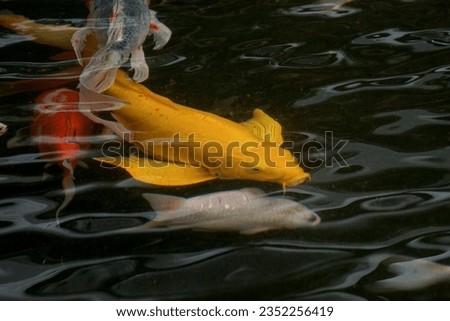 Close up of golden, red and white koi fish swimming in a pond isolated black. Beautiful, exotic, and bokeh backgrounds.