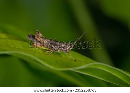 Common field grasshoper sitting on a green leaf macro photography in summertime. Common field grasshopper sitting on a plant in summer day close-up photo. Macro insect on a green background. Royalty-Free Stock Photo #2352258763