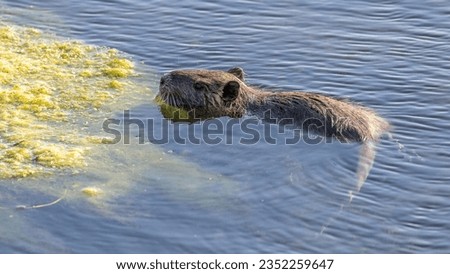 young coypu in an algae-infested stream