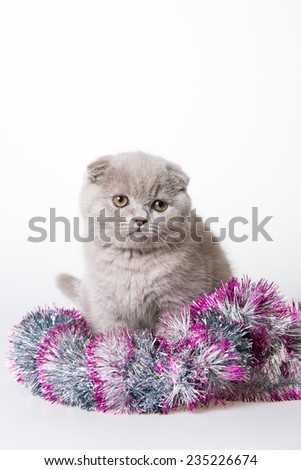 Kitten Christmas. Gray cute kitten. white background