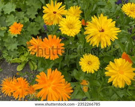Calendula (English Marigold) varieties in yellow and orange in summer