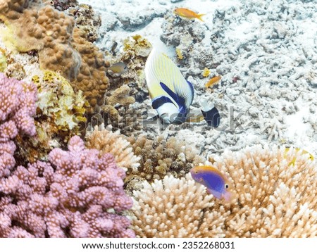 Beautiful Emperor angelfish and others in Wonderful coral reefs.


Gahi Island beach, Zamami Island, Zamami Vil., Shimajiri, Okinawa, Japan.
Photo Taken November 23, 2022.
In underwater photography.

