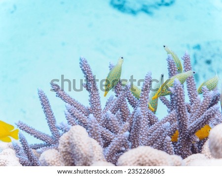 Beautiful Harlequin filefish and others in Wonderful coral reefs.

Gahi Island beach, Zamami Island, Zamami Vil., Shimajiri, Okinawa, Japan.
Photo Taken November 23, 2022.
In underwater photography.
