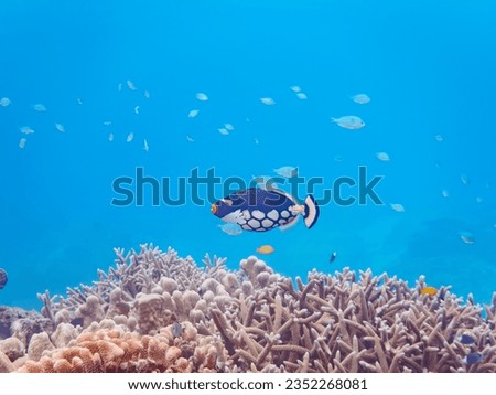 Mysterious Clown triggerfish and others in Wonderful coral reefs.


Gahi Island beach, Zamami Island, Zamami Vil., Shimajiri, Okinawa, Japan.
Photo Taken November 23, 2022.
In underwater photography.
