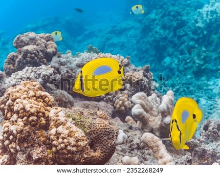 Beautiful Blueblotch Butteflyfish and others in Wonderful coral reefs.


Gahi Island beach, Zamami Island, Zamami Vil., Shimajiri, Okinawa, Japan.
Photo Taken November 23, 2022.
In underwater photogra