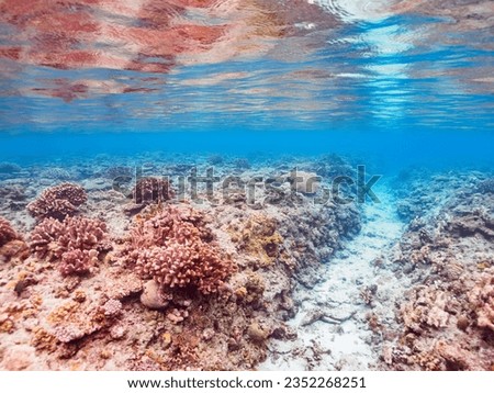 A vast and wonderful coral reefs.


Gahi Island beach, Zamami Island, Zamami Vil., Shimajiri, Okinawa, Japan.
Photo Taken November 23, 2022.
In underwater photography.
