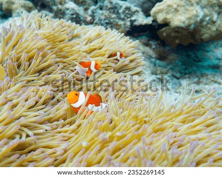 Cute family of Ocellaris clownfish and beautiful Sea anemone and others in Wonderful coral reefs.


Gahi Island beach, Zamami Island, Zamami Vil., Shimajiri, Okinawa, Japan.
Photo Taken November 23, 2