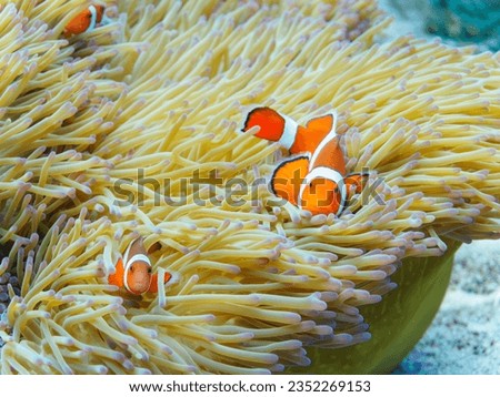 Cute family of Ocellaris clownfish and beautiful Sea anemone and others in Wonderful coral reefs.


Gahi Island beach, Zamami Island, Zamami Vil., Shimajiri, Okinawa, Japan.
Photo Taken November 23, 2