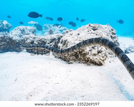 Mysterious Chinese sea snake in beautiful white beach.

Gahi Island beach, Zamami Island, Zamami Vil., Shimajiri, Okinawa, Japan.
Photo Taken November 23, 2022.
In underwater photography.
