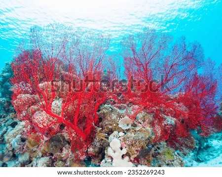 Gorgeous red Gorgonian Fields and others in Wonderful coral reefs.


Gahi Island beach, Zamami Island, Zamami Vil., Shimajiri, Okinawa, Japan.
Photo Taken November 23, 2022.
In underwater photography.