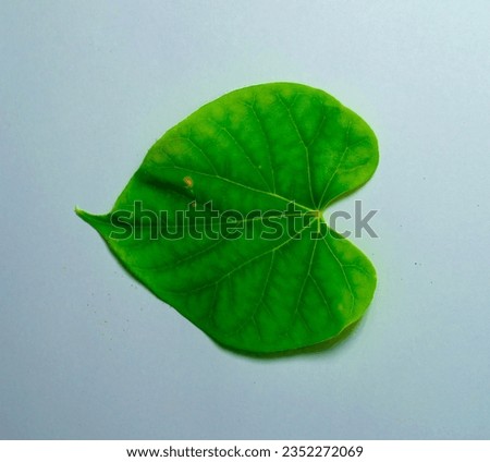 tinospora cordifolia leaf or heart leaved moonseed leaves use for herb and health care concept.