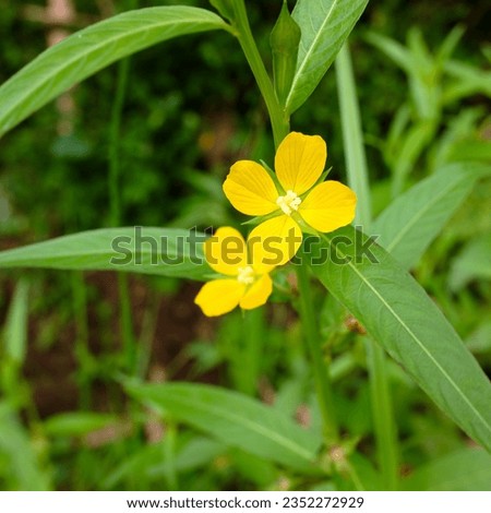 yellow flowers from the Ludwigia decurrens plant that grows on the outskirts of rice fields
